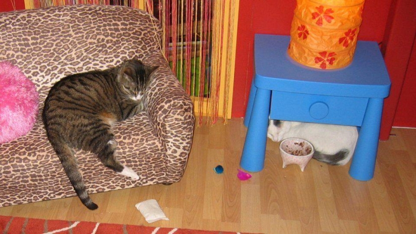 The most unusual "cat" cafes from around the world The most unusual "cat" cafes from around the world