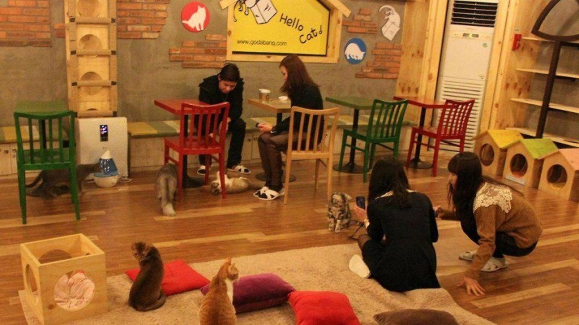 The most unusual "cat" cafes from around the world The most unusual "cat" cafes from around the world