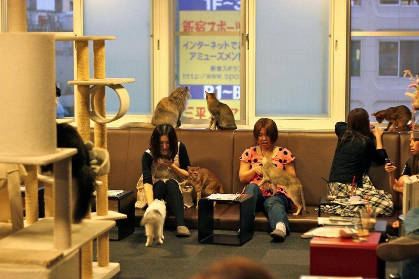 The most unusual "cat" cafes from around the world The most unusual "cat" cafes from around the world