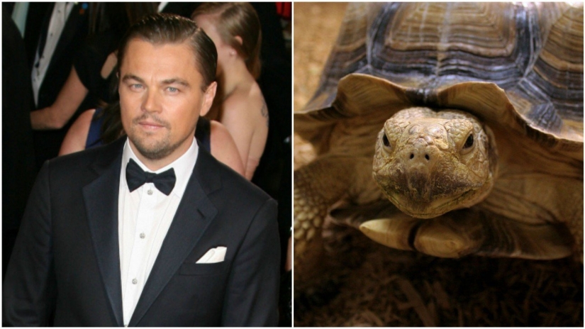 The most unusual celebrity pets