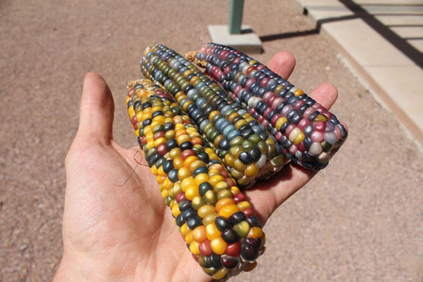 The most unusual corn in the world The most unusual corn in the world