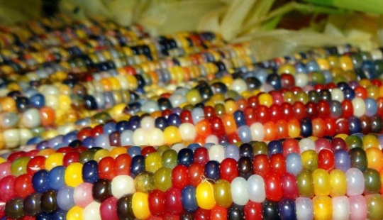 The most unusual corn in the world The most unusual corn in the world