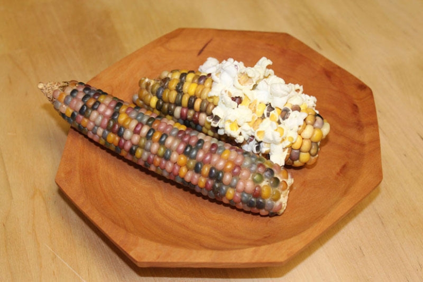The most unusual corn in the world The most unusual corn in the world