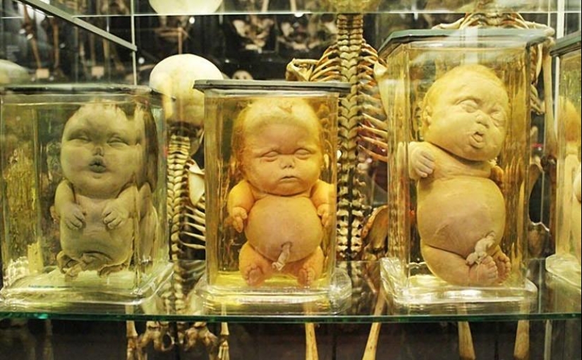 The most unusual museums in Amsterdam The most unusual museums in Amsterdam
