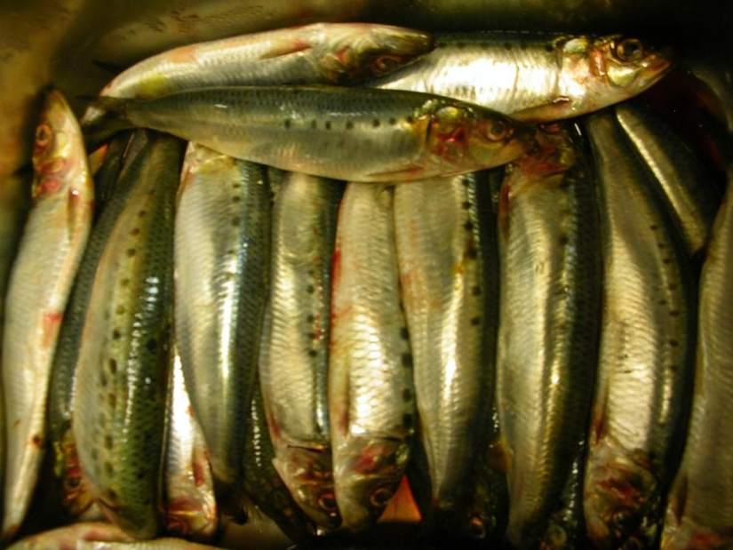 The most useful foods for the body