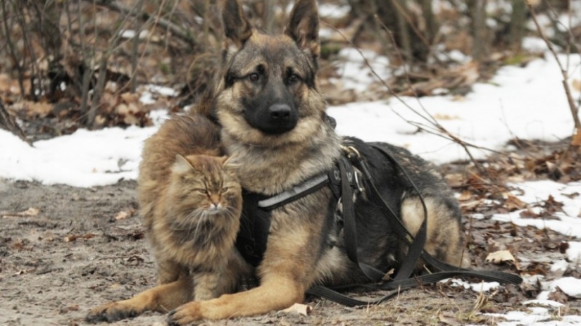 The mustachioed provocateur: how Tobik the cat trains dogs The mustachioed provocateur: how Tobik the cat trains dogs