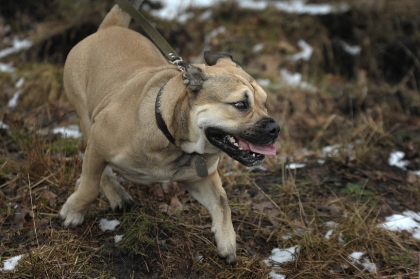 The mustachioed provocateur: how Tobik the cat trains dogs The mustachioed provocateur: how Tobik the cat trains dogs