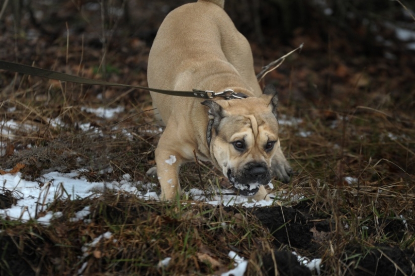 The mustachioed provocateur: how Tobik the cat trains dogs The mustachioed provocateur: how Tobik the cat trains dogs