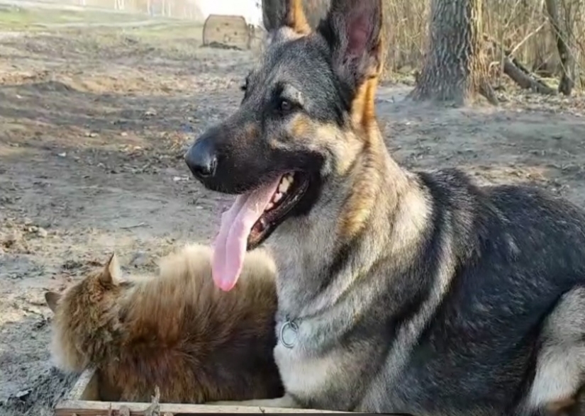The mustachioed provocateur: how Tobik the cat trains dogs The mustachioed provocateur: how Tobik the cat trains dogs