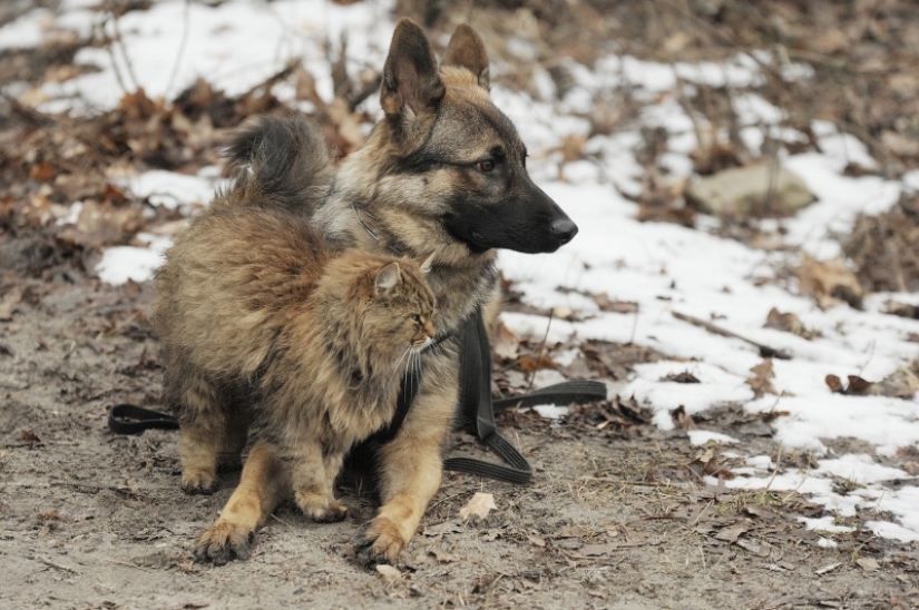 The mustachioed provocateur: how Tobik the cat trains dogs The mustachioed provocateur: how Tobik the cat trains dogs