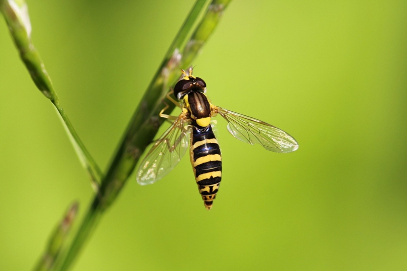 The Nobel Prize — 2016: awards for the most useless scientific discoveries were presented The Nobel Prize — 2016: awards for the most useless scientific discoveries were presented