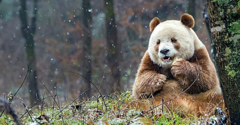 The only brown panda in the world who was abandoned by her mother has finally found her happiness The only brown panda in the world who was abandoned by her mother has finally found her happiness