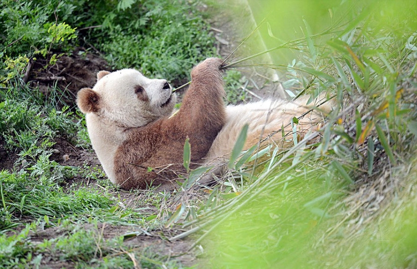 The only brown panda in the world who was abandoned by her mother has finally found her happiness The only brown panda in the world who was abandoned by her mother has finally found her happiness