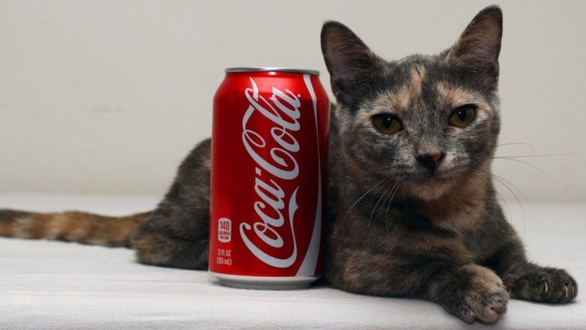 The shortest cat in the world!