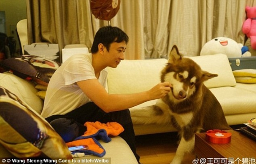 The son of the richest Chinese man bought his dog eight iPhone 7s: the question is, what for? The son of the richest Chinese man bought his dog eight iPhone 7s: the question is, what for?
