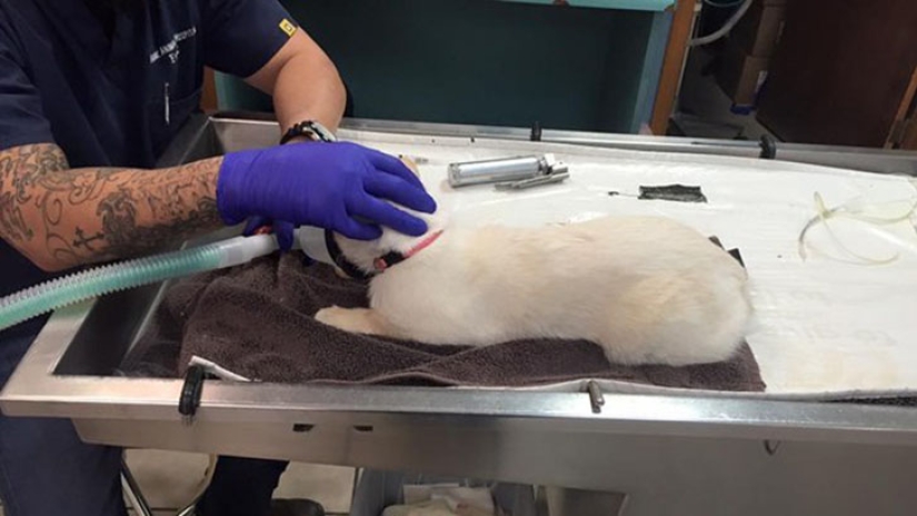 The story of a smiling kitty who almost lost her jaw and life