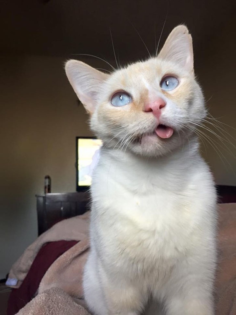 The story of a smiling kitty who almost lost her jaw and life