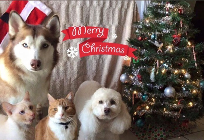 The story of a smiling kitty who almost lost her jaw and life