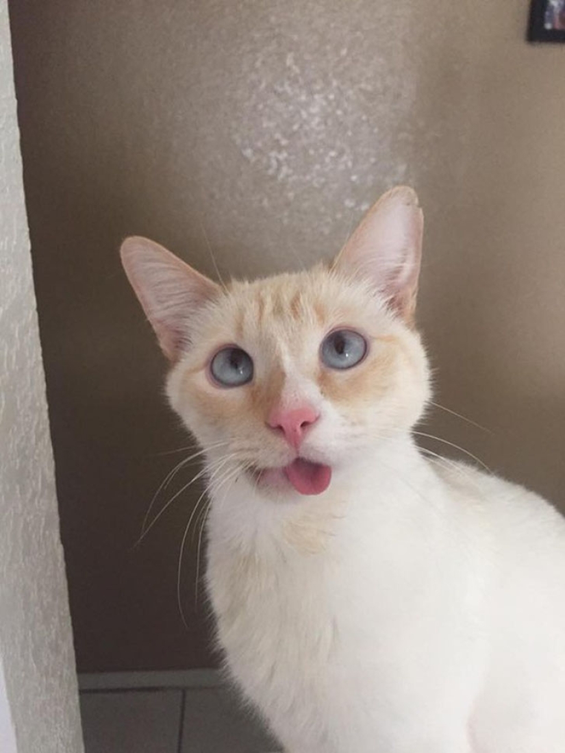 The story of a smiling kitty who almost lost her jaw and life