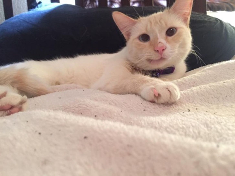 The story of a smiling kitty who almost lost her jaw and life