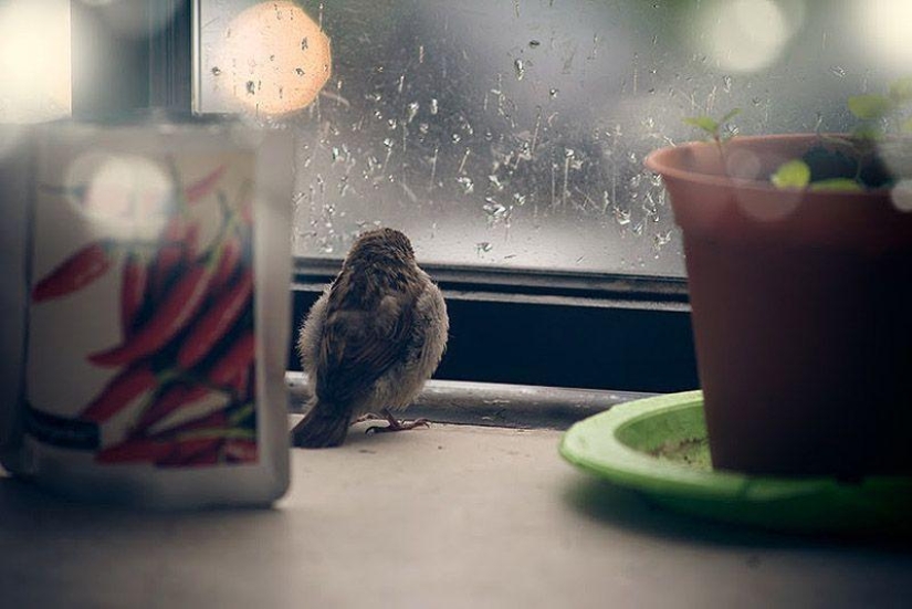 The story of a sparrow chick and human kindness The story of a sparrow chick and human kindness