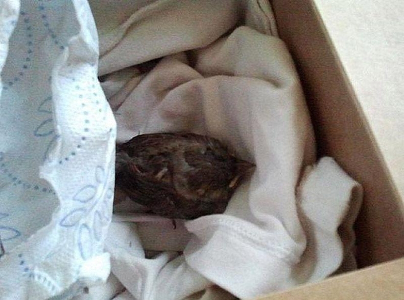 The story of a sparrow chick and human kindness The story of a sparrow chick and human kindness