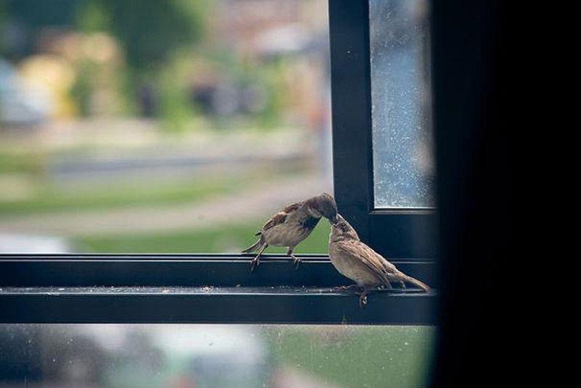The story of a sparrow chick and human kindness The story of a sparrow chick and human kindness