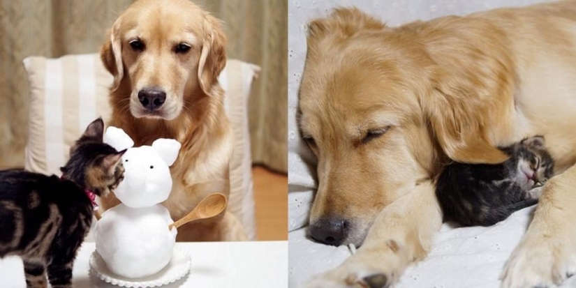 The story of how a dog adopted a cat