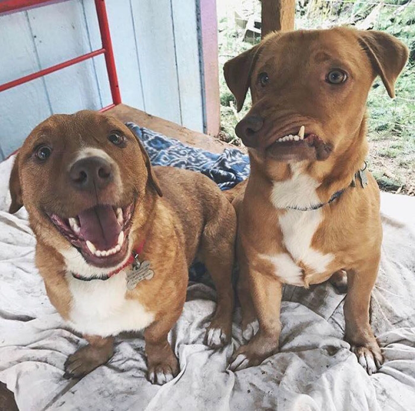 The story of Picasso, a wonderful imperfect dog that no one wanted to take home