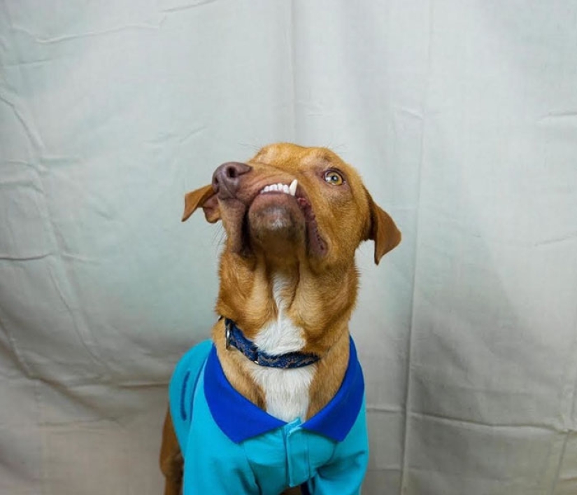 The story of Picasso, a wonderful imperfect dog that no one wanted to take home