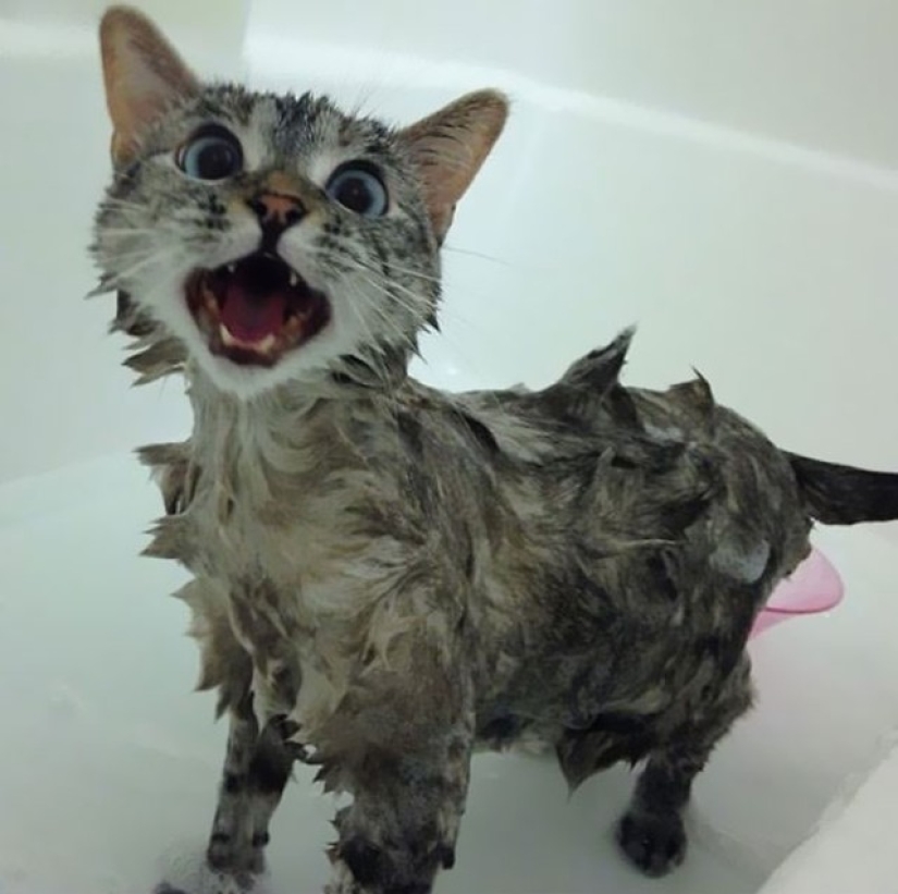 The story of the most famous Instagram cat The story of the most famous Instagram cat