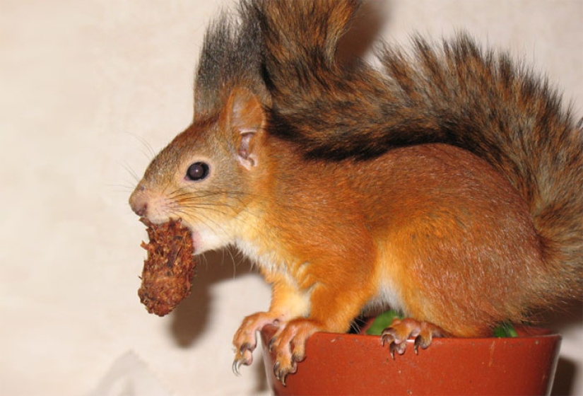 The story of the rescue of a wounded squirrel
