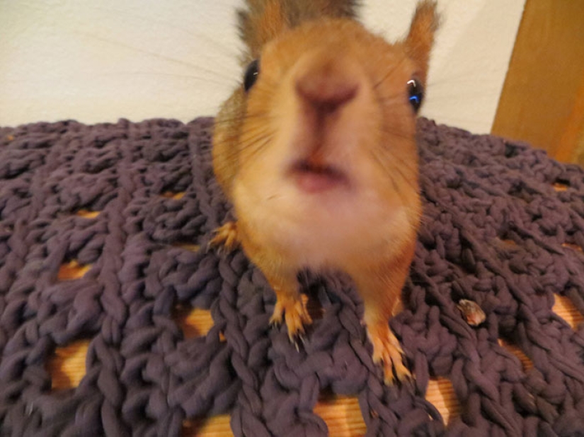 The story of the rescue of a wounded squirrel