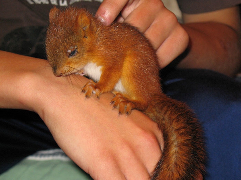 The story of the rescue of a wounded squirrel