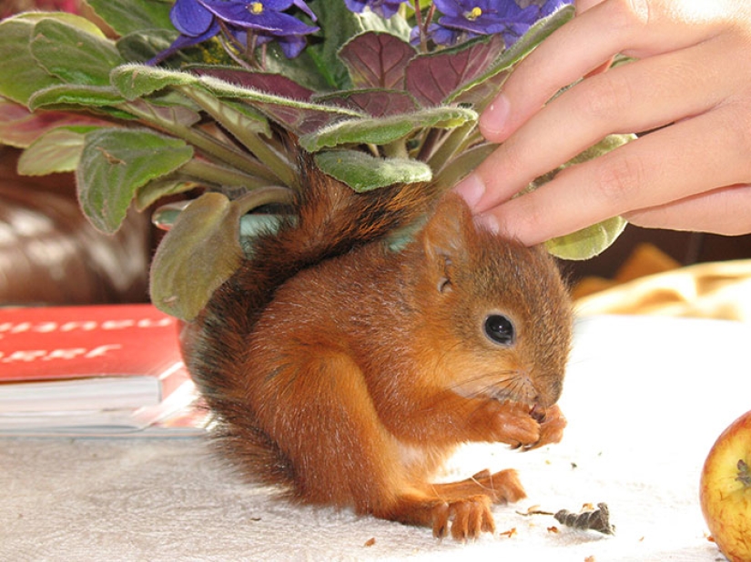 The story of the rescue of a wounded squirrel