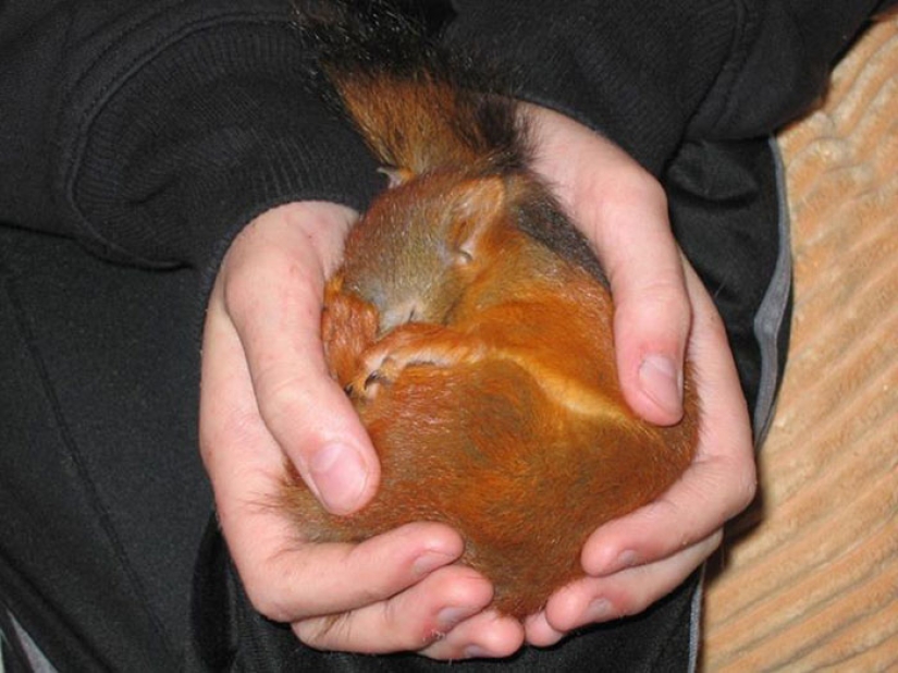 The story of the rescue of a wounded squirrel
