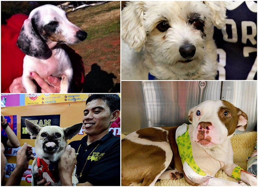 The Strongest Examples of Dog Heroic Devotion