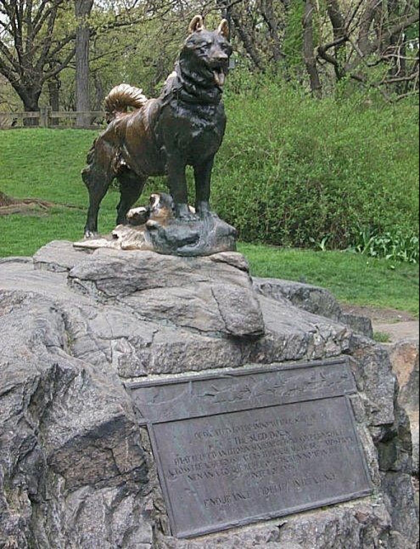 The Strongest Examples of Dog Heroic Devotion