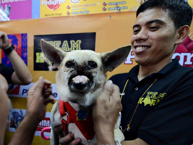 The Strongest Examples of Dog Heroic Devotion