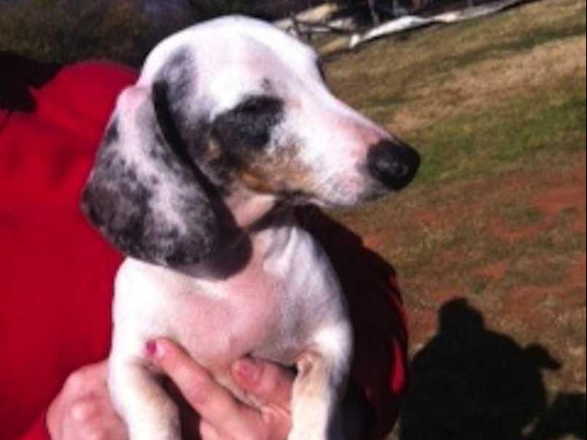 The Strongest Examples of Dog Heroic Devotion