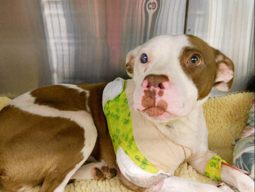 The Strongest Examples of Dog Heroic Devotion