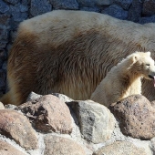 The teddy bear was released for the first time