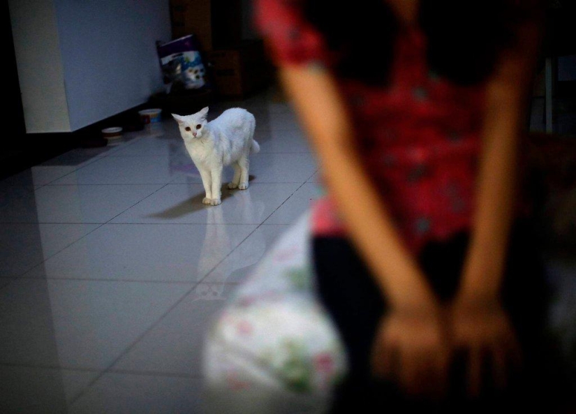 The tragedy of the relatives of the missing passengers of the Malaysian Boeing