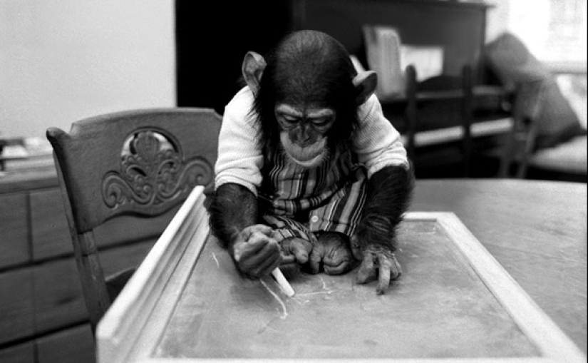 The tragic fate of Nim Chimpsky, or is it possible to make a man out of a monkey