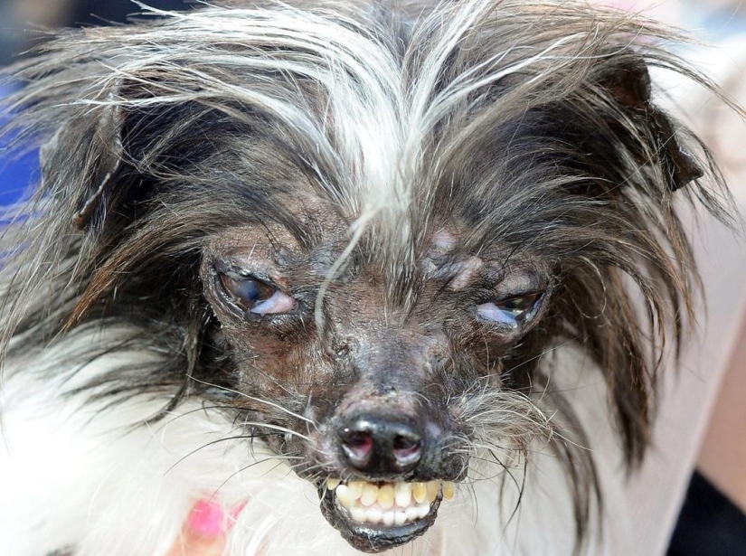 The ugliest dog in the world in 2014