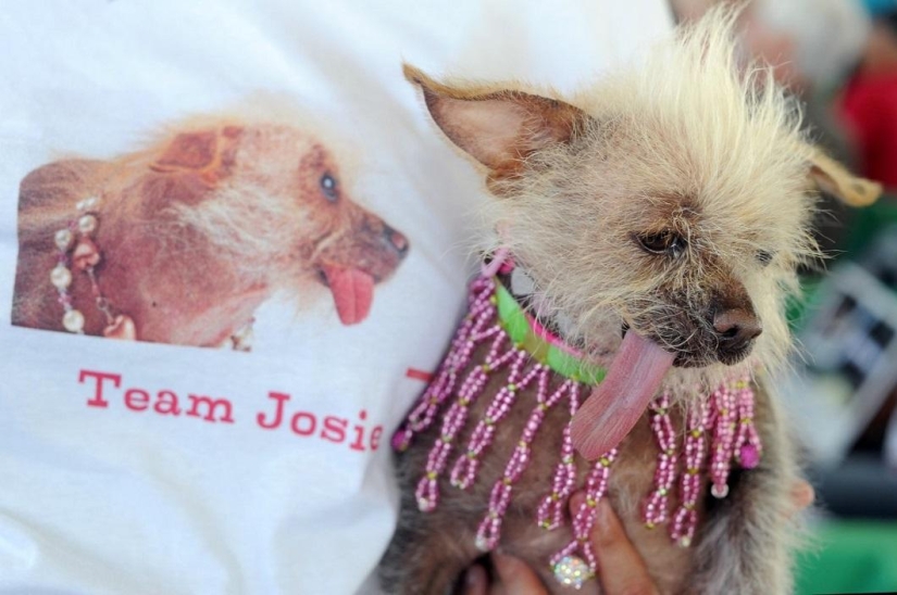 The ugliest dog in the world in 2014