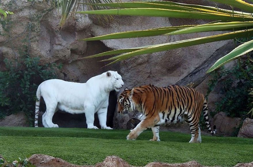The vagaries of nature: albino animals