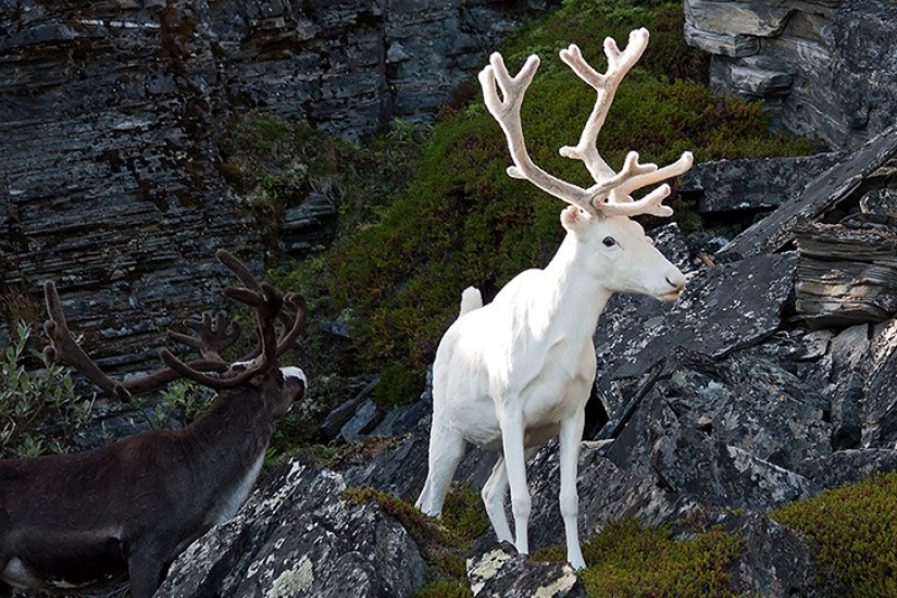 The vagaries of nature: albino animals