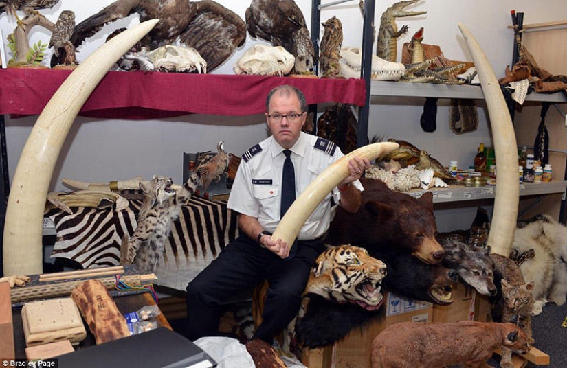 The wealth and variety of confiscated contraband at London Airport