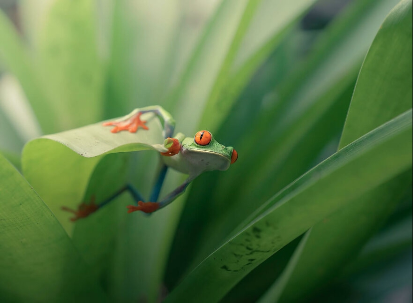 The Winning Photos Of The Contest “Nature” By AAP Magazine Have Just Been Announced, And Here Are The Best 14 Pics